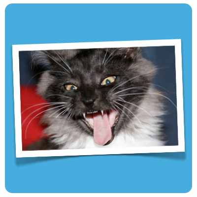 fauchende Katze