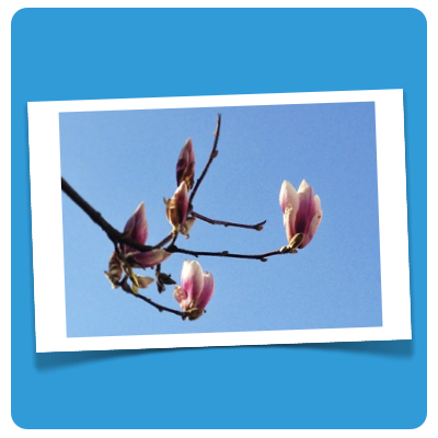 magnolie Foto DoSchu