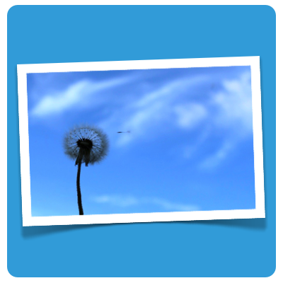 dandelion