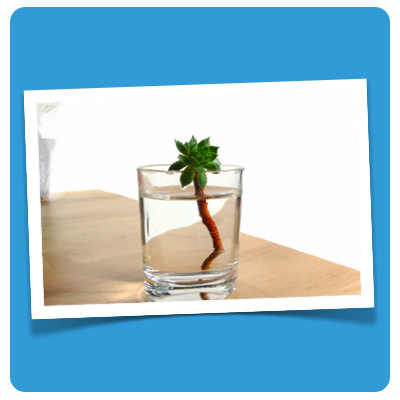 komfortzone pflanze in glas